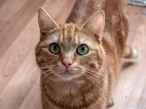 Homeless Cats 08/08/17 | Adopt A Cat From Grantham ROCK