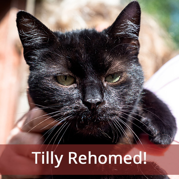 Special Needs Cat Tilly
